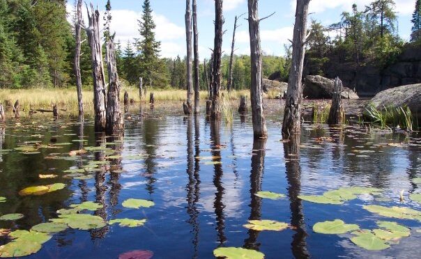 Patrick stream of consciousness